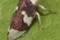 La Philne spumeuse (Homoptre - Aphrophoridae - Philaenus spumarius)